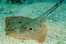 Raja miraletus, Brown ray : fisheries, gamefish .
